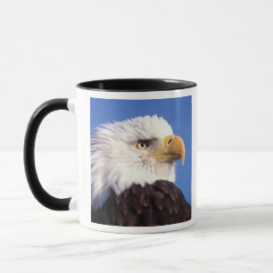 Mug pygargue à tête blanche, Haliaeetus leucocephalus,