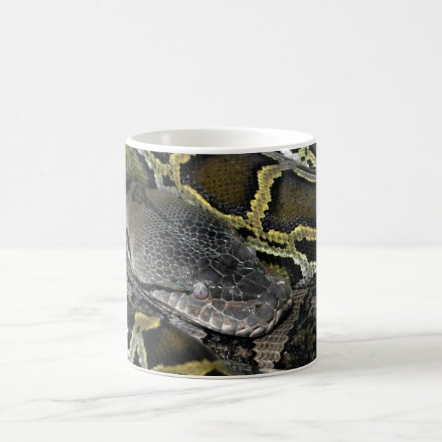 Mug Python molurus bivittatus (Centre)