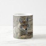 Mug R22 Coyote Couché<br><div class="desc">Tasse Coyote Couché. Un jeune coyote se détend après une matinée à chasser des souris dans les prairies d'herbe courte du sud de l'Alberta.</div>
