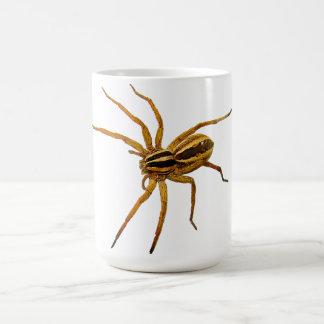 Mug Rabid Wolf Spider (Rabidosa rabida)
