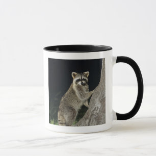 Mug Raccoon du Nord, Lotor de Procyon, adulte à l'arbr