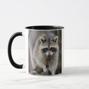 Mug Raccoon, Procyon lotor, Floride, USA 2