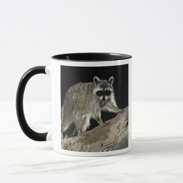Mug Raton laveur commun, Procyon lotor (Gauche)