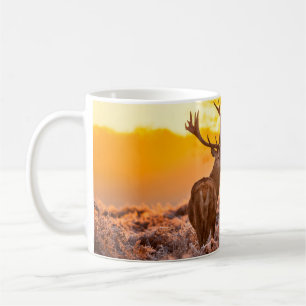 Mug Red Deer in Morning Sun, cerf, animal, faune, natu