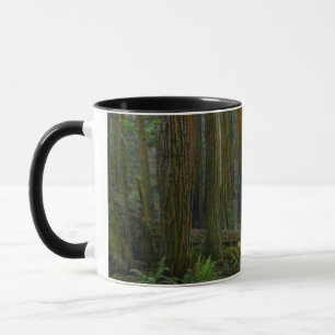 Mug Redwoods Dans Le Parc National De Muir Woods