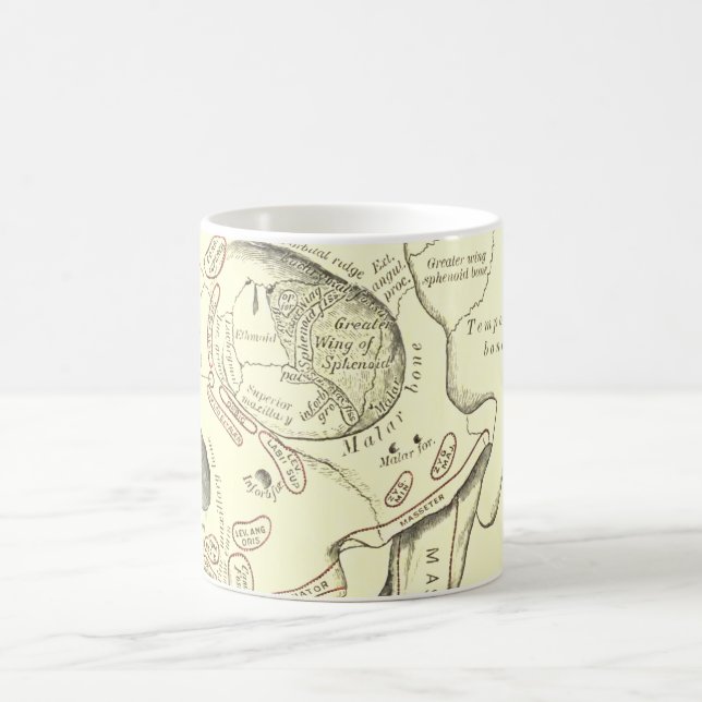 Mug Région vintage d'Anterolateral d'anatomie du crâne (Centre)