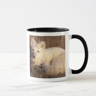 Mug renard arctique, Alopex lagopus