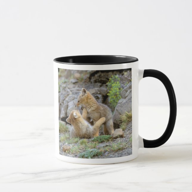 Mug Renard gris d'Amérique du Sud (Lycalopex griseus)  (Droite)