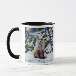 Mug Renard roux assis sur un banc de neige, Vulpes, Mt