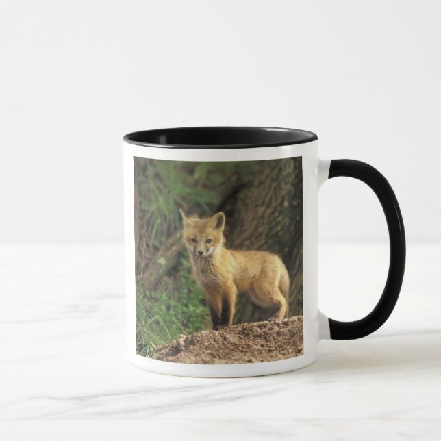Mug Renard roux bébé devant terrier (Vulpes vulpes) (Droite)