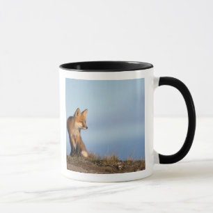 Mug renard roux, Vulpes vulpes