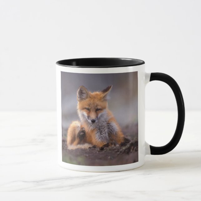 Mug renard roux, Vulpes vulpes, petit se grattant, (Droite)