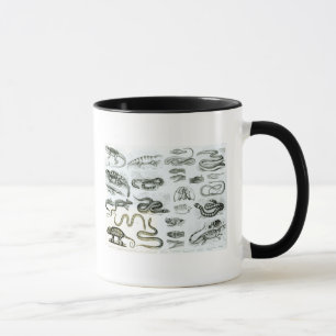 Mug Reptiles, serpents et lézards