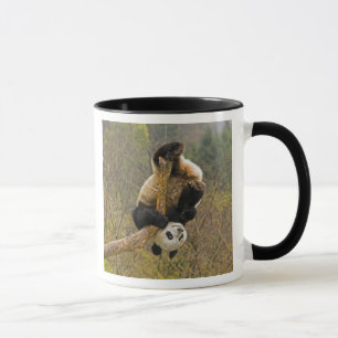 Mug Réserve de Wolong Panda, Chine, 2 ans et demi
