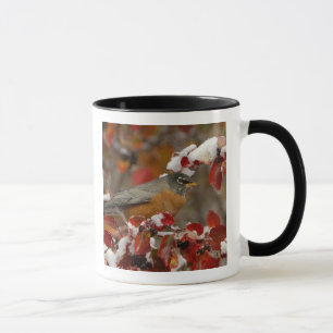 Mug Robin américain masculin à Hawthorn noir