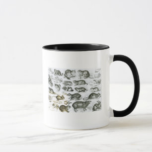 Mug Rodentia-Rongeurs ou animaux de rongement