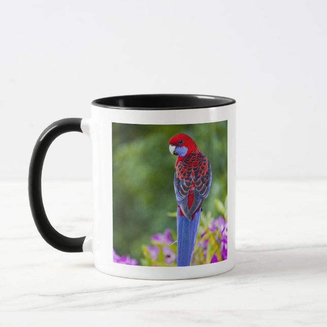 Mug Rosella cramoisi et contexte des orchidées (Gauche)