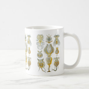 Mug Rotifères