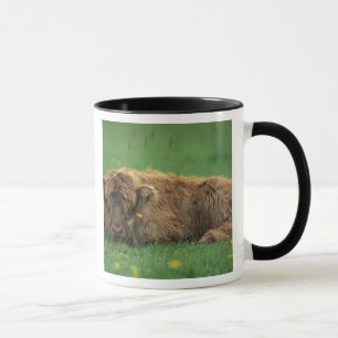 Mug Royaume-Uni, Écosse. Veau des Highlands