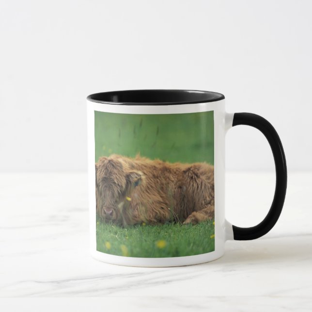 Mug Royaume-Uni, Écosse. Veau des Highlands (Droite)