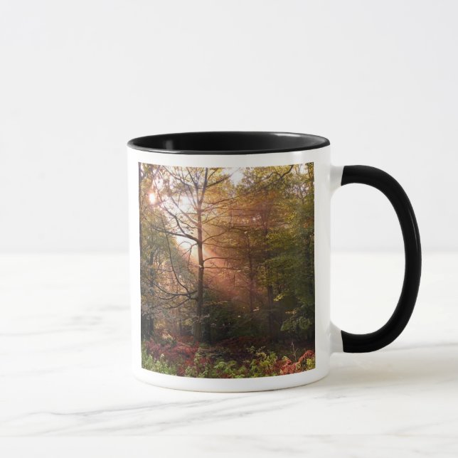 Mug Royaume-Uni. Forêt de Dean. Rayon de soleil pénétr (Droite)