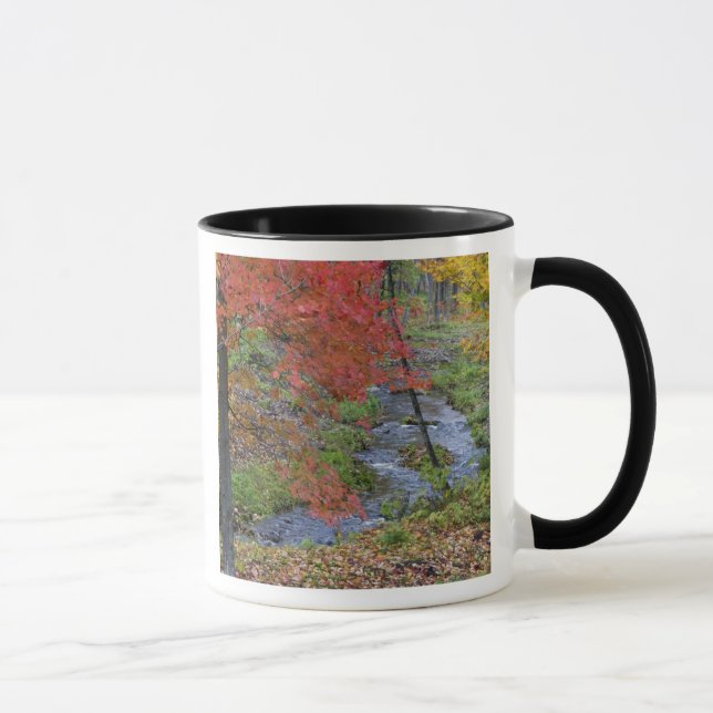 Mug ruisseau de Coles bordé d'érables d'automne près d (Droite)