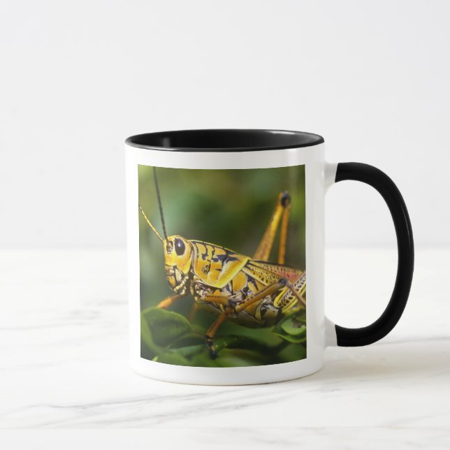Mug Sauterelle, Parc national des Everglades, Floride, (Droite)