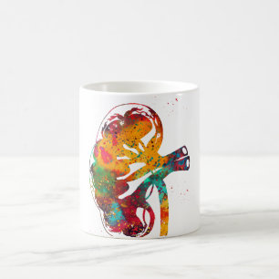 Mug Section du rein