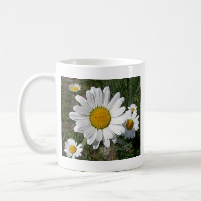 Mug Shasta Daisy (Chrysanthemum maximum) (Gauche)