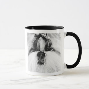 Mug Shih Tzu