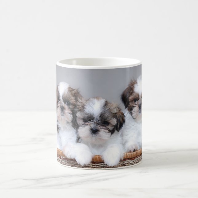 Mug Shih Tzu puppies (Centre)