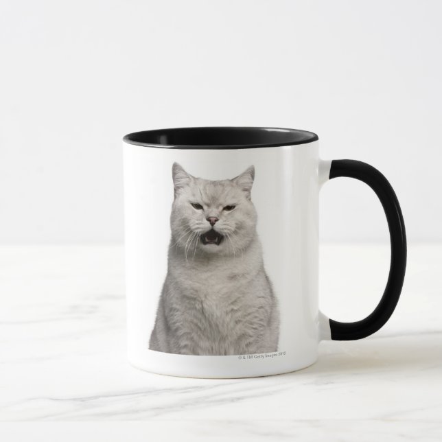 Mug Shorthair britannique (4 années) (Droite)