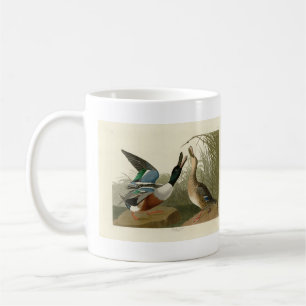 Mug Shoveler Duck - de Audubon's Birds of America