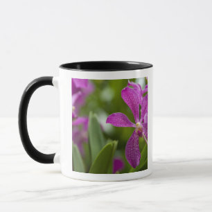 Mug Singapour Sanskrit pour la ville du lion). Nationa