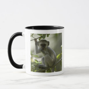 Mug Singe de Vervet, Zimbabwe