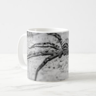 Mug Spider Huntsman