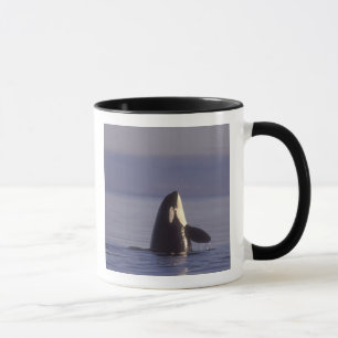 Mug Spyhopping Orca Killer Whale (Orca orcinus) près d