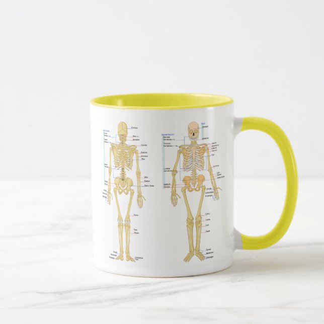 Mug Squelette humain marqué diagramme d'anatomie (Droite)