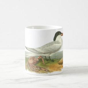 Mug Sterne royale, John Audubon