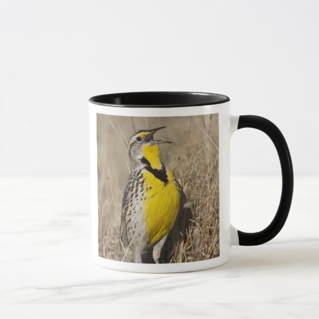 Mug Sturnelle de l'Ouest (Strunella neglecta) (Droite)