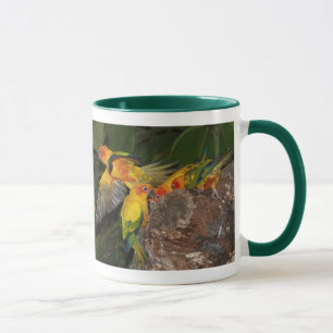 Mug Sun Conures