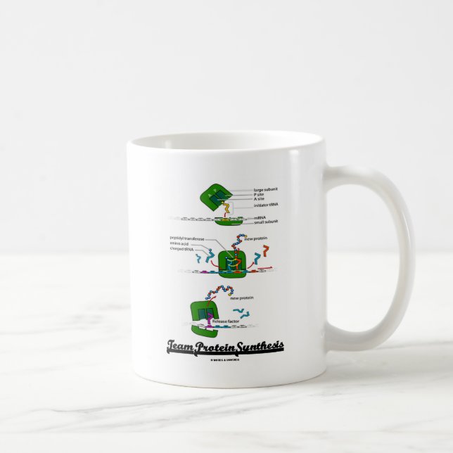 Mug Synthèse de la protéine d'équipe (Droite)