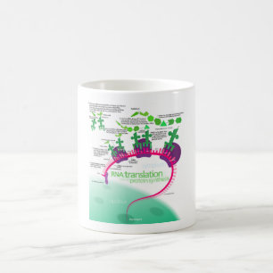 Mug Synthèse de la protéine Diagramme de la traduction