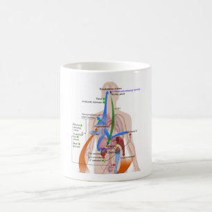 Mug Tableau du système Renin-Angiotensine Diagramme du