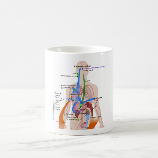 Mug Tableau du système Renin-Angiotensine Diagramme du (Centre)