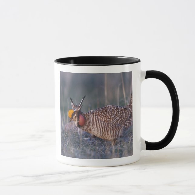 Mug Tétras des prairies, Tympanuchus (Droite)