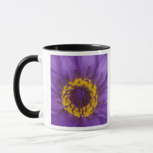 Mug Thaïlande, Bangkok, Lotus violet et jaune