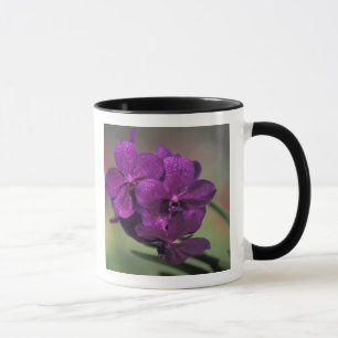 Mug Thaïlande, nord de la Thaïlande, près de Chang Mai