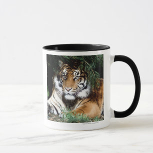 Mug Tigre appréciant l'ombre