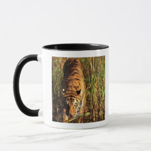 Mug Tigre de Bengale dans les marécages